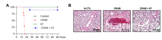 CRAB 패혈증 동물모델에서 치료 효과 (A) 펩타이드 투여로 인한 CRAB 감염 동물의 생존율 향상 (B) 폐 내 면역세포(호중구) 침윤 억제를 통한 치료 효과