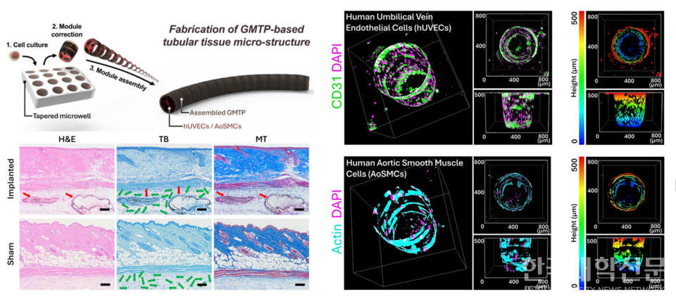 3차원 산화그래핀 관형구조체(GMTP) 기반 체외 세동맥 모사 플랫폼 개요.