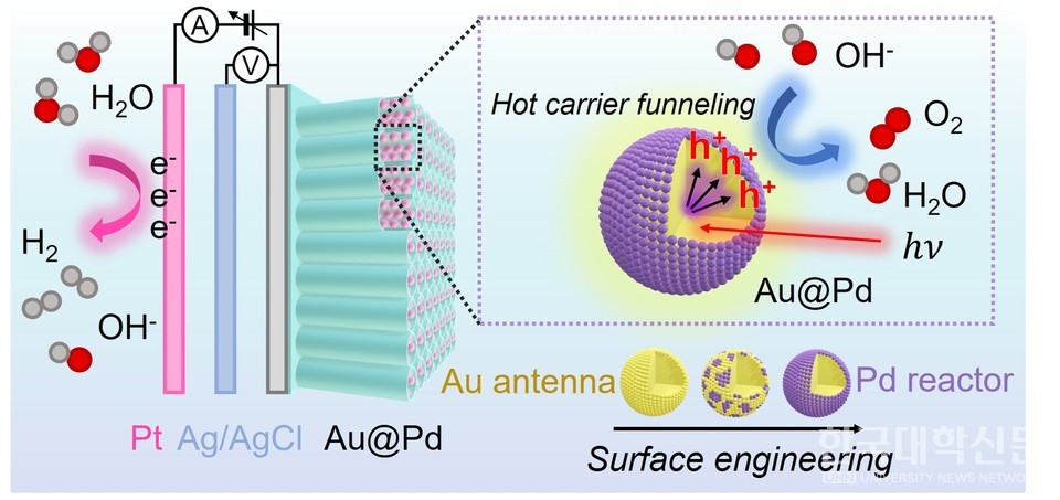 Au@Pd 나노입자의 광전기화학 산소 발생 반응 모식도. (사진=서울시립대)