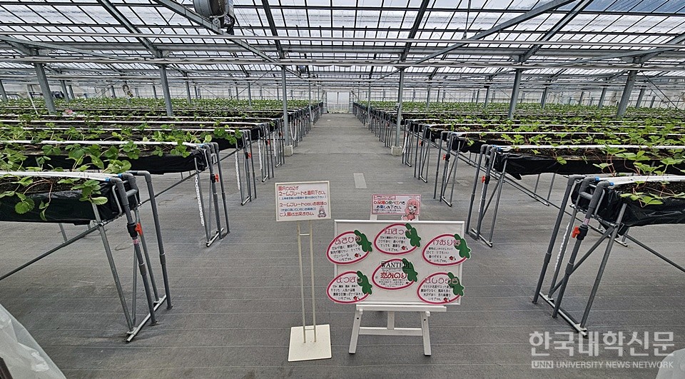 지난 25일 오전 2025 전문대 라이즈사업단 일본 연수단이 일본 하쿠산 딸기 농장을 찾아 일본의 성공 사례에 대해 청취했다. (사진=김영식 기자)