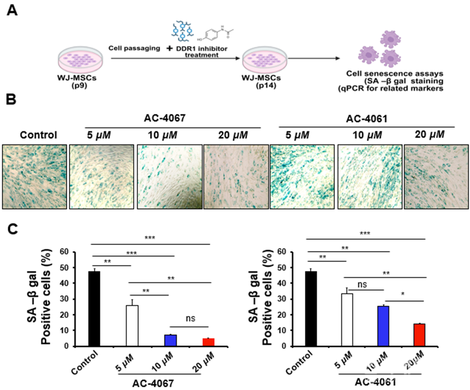AC-4067를 제대유래 중간엽 줄기세포에 적용한 결과, 세포 노화 지표가 감소함.