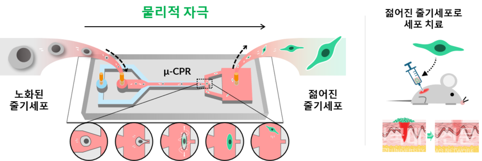 △미세유체 기반 물리적 자극을 이용한노화 중간엽 줄기세포(MSC)의 기능적 재활성화 및 세포치료 적용 모식도