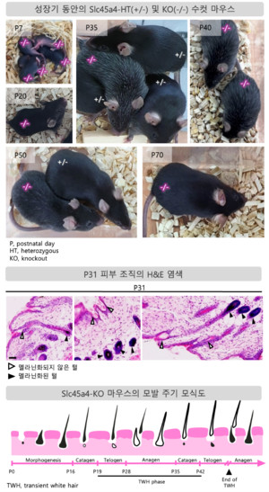 성균관대 원병묵 교수 연구팀, 성장기 새치 생성 유도하는 유전자 발견